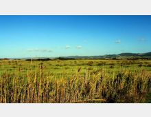 52084-photo-img-4314-jpgjpg