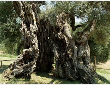 56838-photo-01-olivo-palombara-sabina-jpgjpg