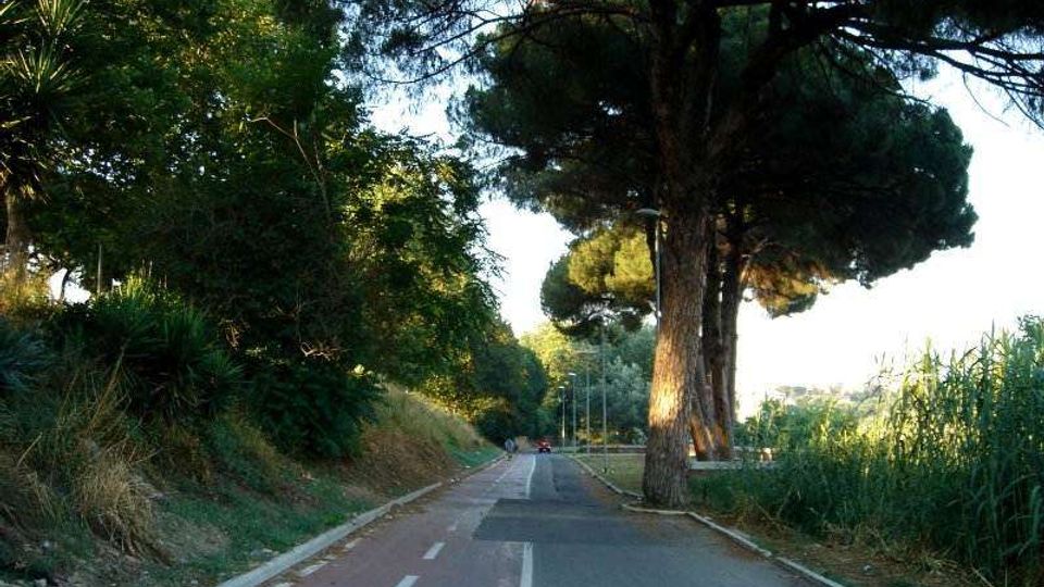 Strada asfaltata a due corsie con segnaletica centrale, affiancata da una pista o corsia laterale, circondata da vegetazione fitta e alti pini marittimi. Sullo sfondo si intravedono lampioni lungo il bordo della strada e canneti sul lato destro.