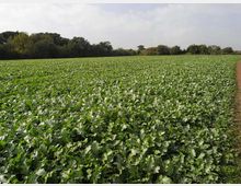 560-193faa3754a4f79611c452363280e0afjpg