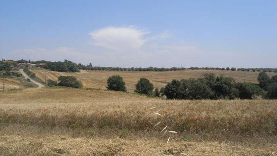 Ampio paesaggio rurale con campi di grano tagliato e vegetazione bassa in primo piano, interrotto da filari di alberi e arbusti. Sullo sfondo si vede una strada di campagna vicino a poche case, sotto un cielo sereno con una nube isolata.