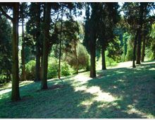 Pendio erboso in un parco boschivo con alberi alti e radi che proiettano lunghe ombre sul terreno. Vegetazione fitta sullo sfondo con radure illuminate dal sole.