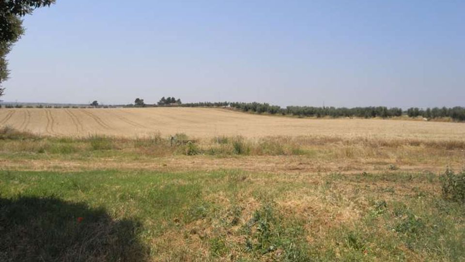 Ampio campo agricolo pianeggiante con erba e sterpaglie in primo piano e un grande appezzamento di terreno arato o raccolto al centro. All’orizzonte si vede una linea di alberi sotto un cielo limpido.