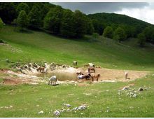 51848-photo-cavalli-800-jpgjpg