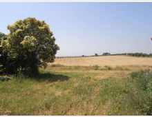 Campo agricolo pianeggiante con vegetazione erbosa in primo piano e un grande albero frondoso sul lato sinistro. All’orizzonte si vede una distesa di coltivazioni dorate con una linea di alberi sotto un cielo sereno.