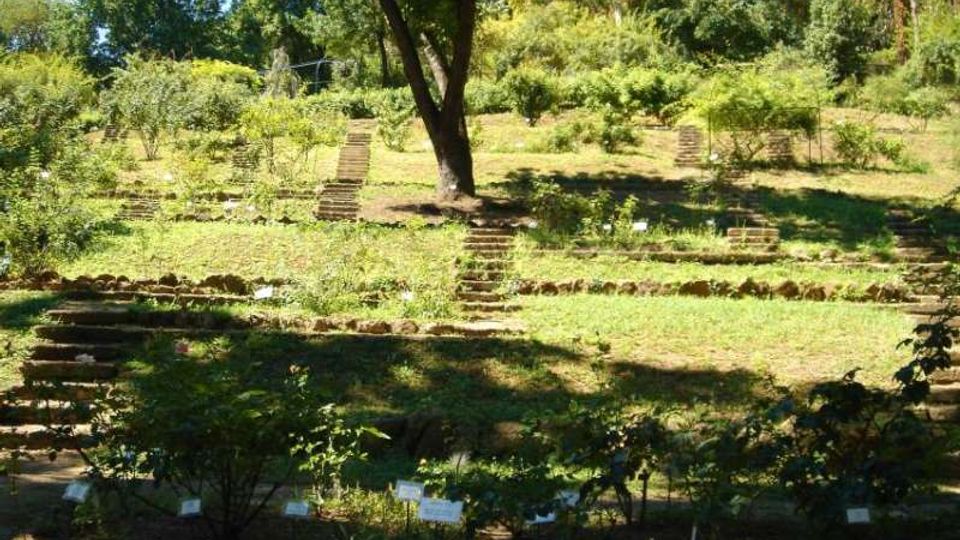 Giardino botanico terrazzato su un pendio, con aiuole erbose e gradoni in pietra collegati da strette scalinate. Al centro si trova un grande albero e sullo sfondo si vede una fitta vegetazione con arbusti e alberi.