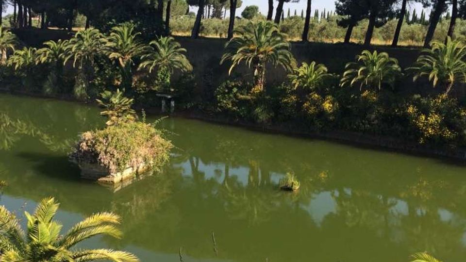 Laghetto artificiale con acqua verde e una piccola isola di vegetazione al centro, circondato da palme e arbusti. Sullo sfondo si vede una fila di alti pini marittimi lungo l’argine sotto un cielo sereno.