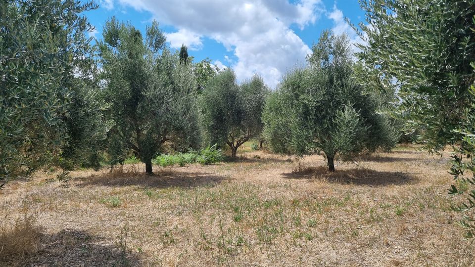 Oliveto con alberi di ulivo disposti a file su terreno secco e brullo, con vegetazione bassa sparsa. Sullo sfondo si vede un cielo azzurro con grandi nuvole bianche.