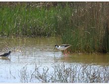 52085-photo-maxresdefault-jpgjpg