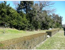 Viale erboso in un parco con una lunga siepe potata che corre in prospettiva lungo il lato destro. Sullo sfondo si vede un’area boscosa con alberi alti e rami spogli sotto un cielo sereno.